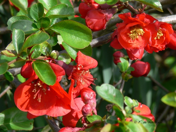 Bois des Moutiers (15) Avril 2012